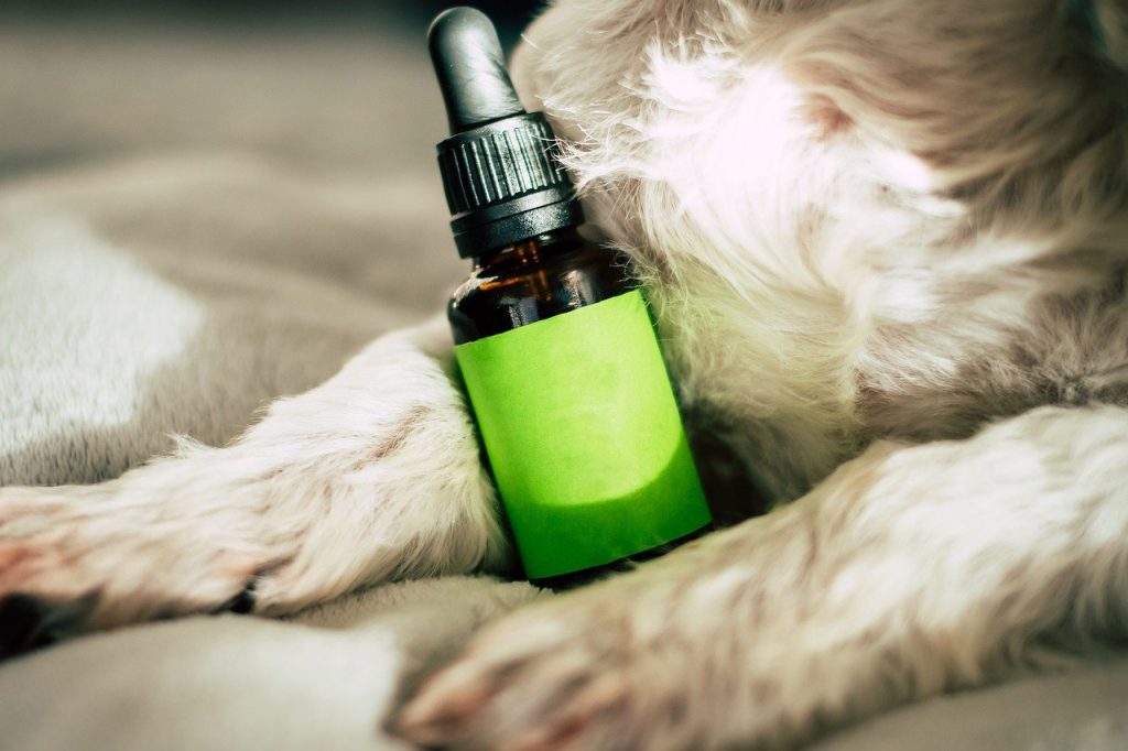 Forma eficaz de CBD para perros