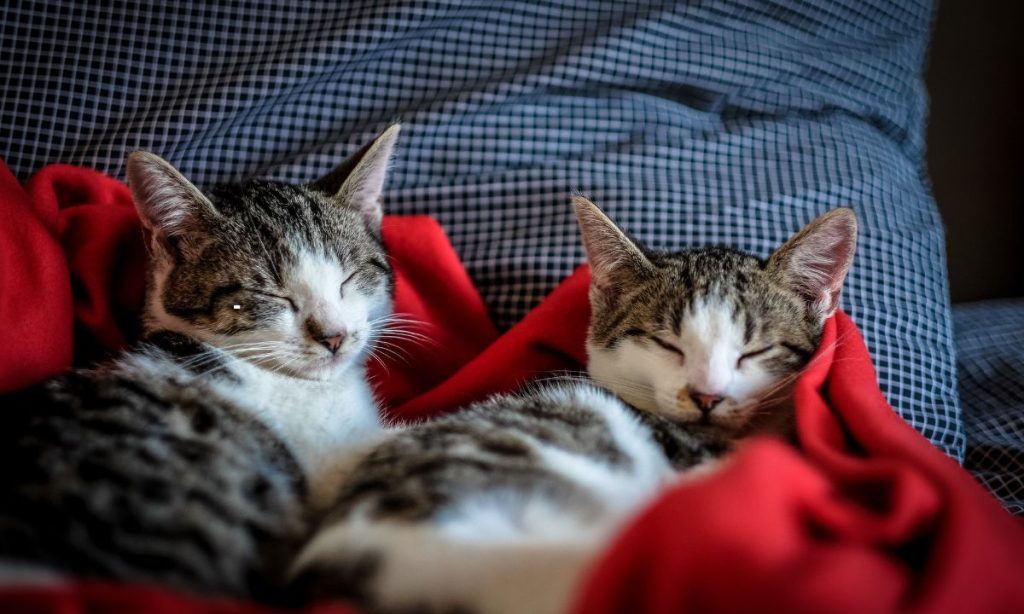 CBD for cats