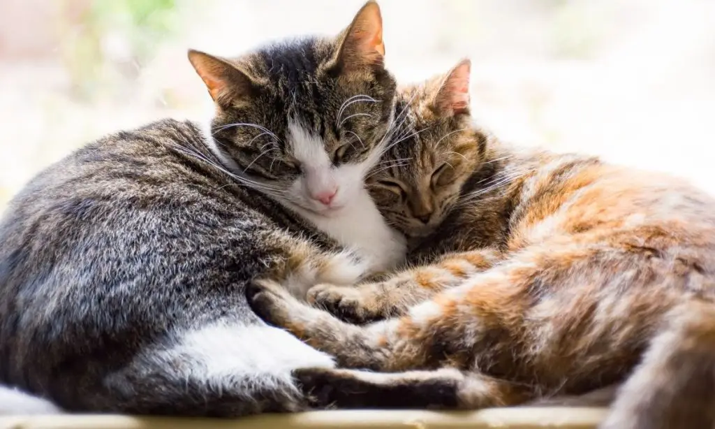 cbd for cats