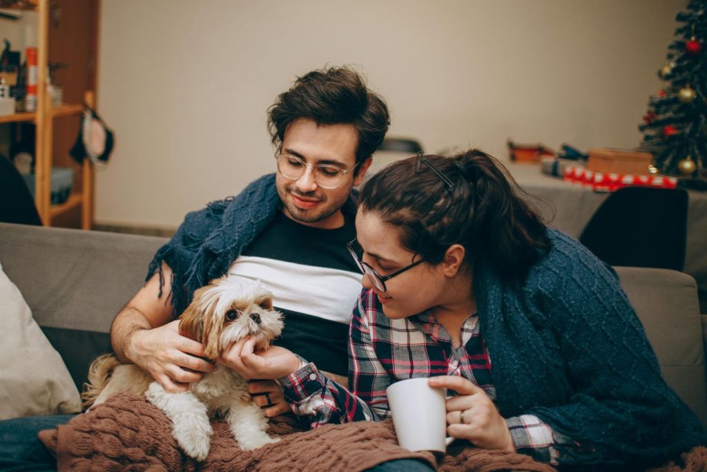 cbd for pets