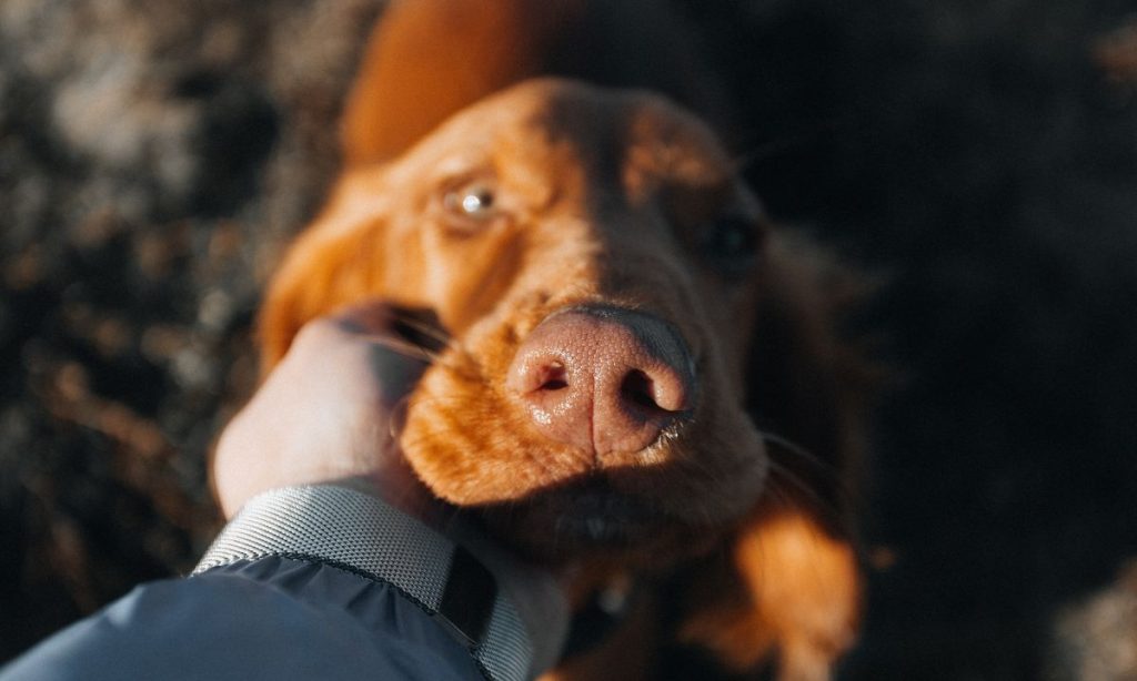 Healing Essence | CBD for Pets