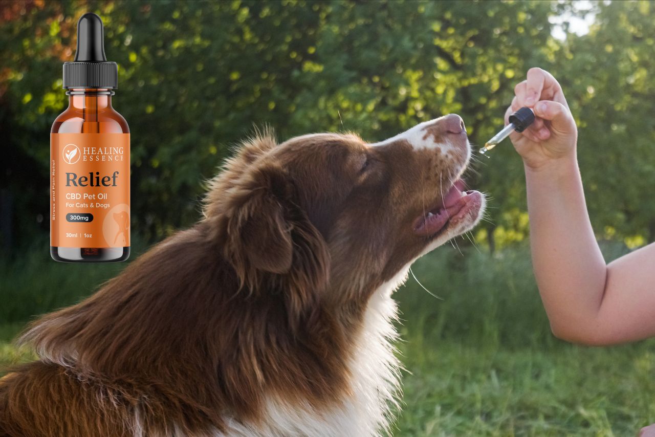 CBD oil for Dogs
