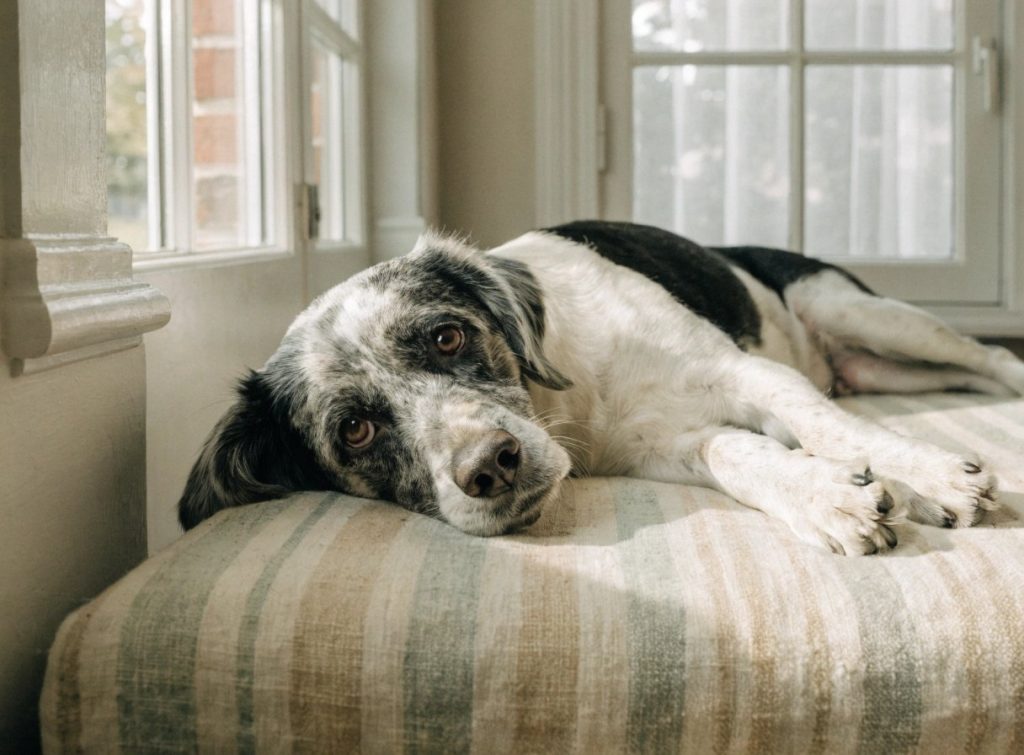 Healing Essence | CBD for Pet Fireworks, Travel, and Guests: A Calm Plan for Predictable Stress | senior elderly dog with greying muzzle gentle and 2 aafd05d236ab93720eaeac47458f34df 2000 CBD for Pet Fireworks, Travel, and Guests: A Calm Plan for Predictable Stress cover