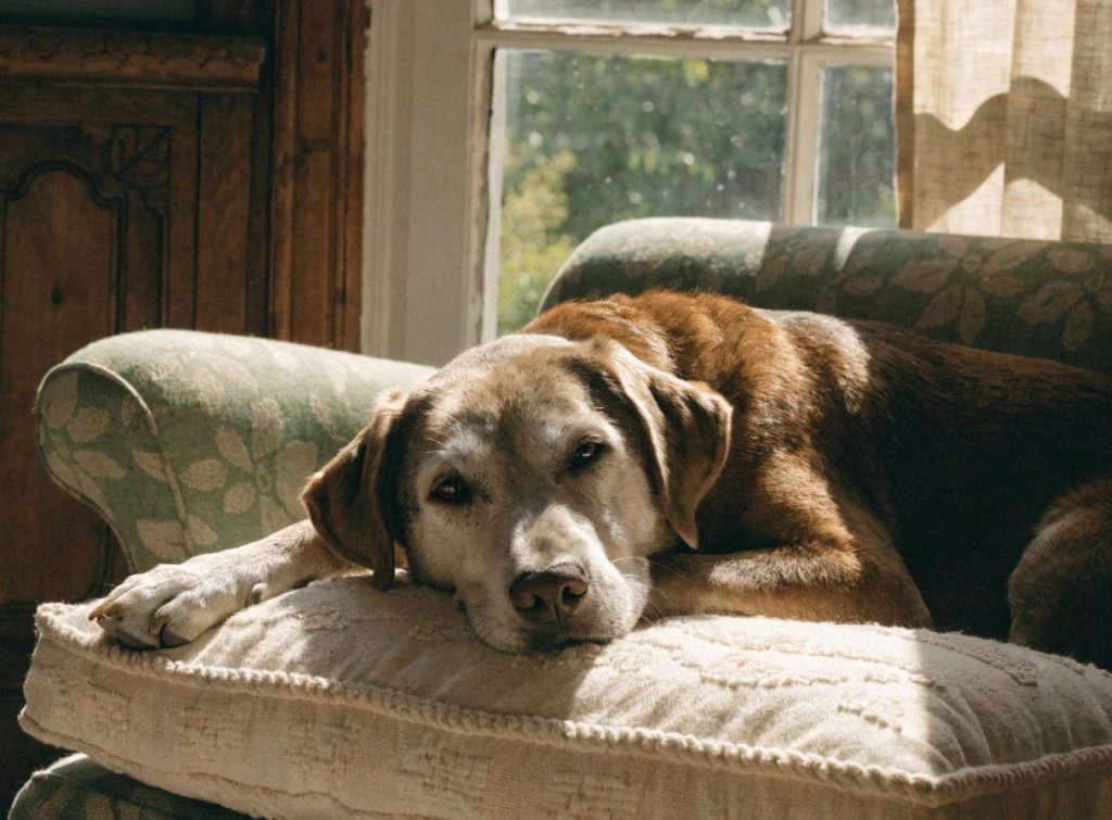 Healing Essence | CBD for dog pain and mobility: a daily comfort routine for aging dogs (without overpromising) | senior elderly dog with greying muzzle gentle and aafd05d236ab93720eaeac47458f34df 2000 CBD for dog pain and mobility: a daily comfort routine for aging dogs (without overpromising) cover